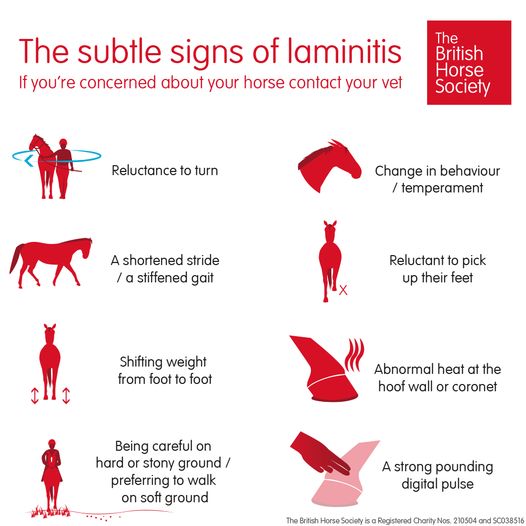 BHS and veterinary advice regarding laminitis