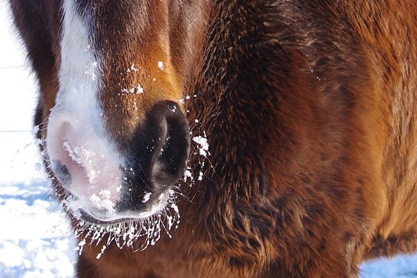 Frosty grass – beware of Laminitis