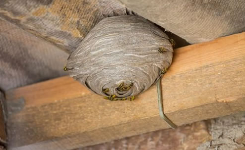 Wasp nest danger – please read